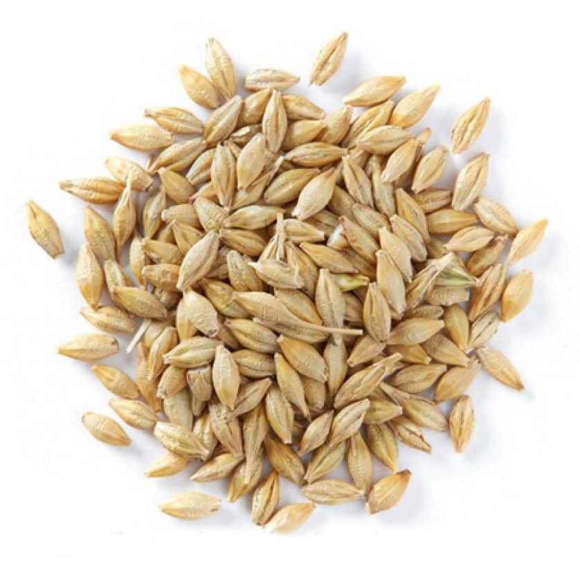 Feed Barley grain / Barley Malt grain / Hulled Barley Pearl Barley