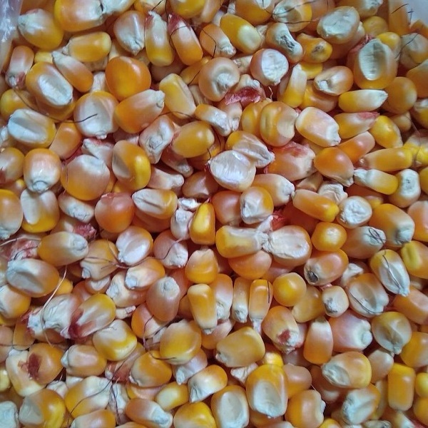 Top Grade Dried yellow sweet yellow corn, Yellow Maize for sale.