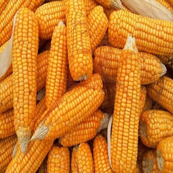 Top Grade Dried yellow sweet yellow corn, Yellow Maize for sale.