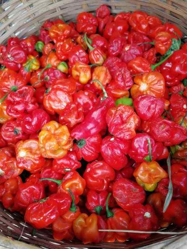 Quality Grade 100% Fresh & Natural Color Capsicum / Bell Pepper Fresh Exotic Vegetables for sale.