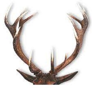 Fresh Qualify Whole Red Deer Antlers For sale