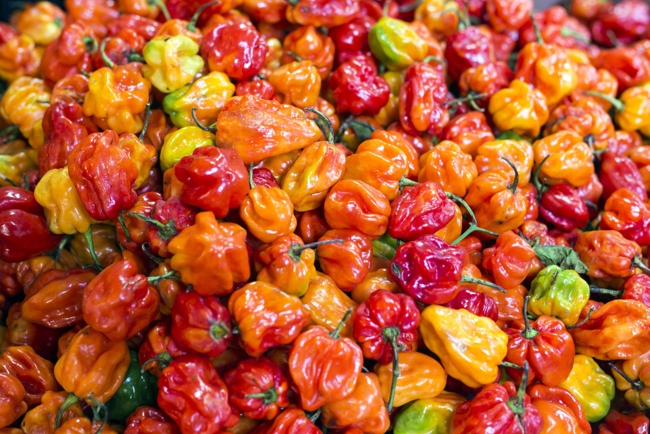 Quality Grade 100% Fresh & Natural Color Capsicum / Bell Pepper Fresh Exotic Vegetables for sale.