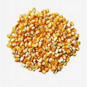 Top Grade Dried yellow sweet yellow corn, Yellow Maize for sale.