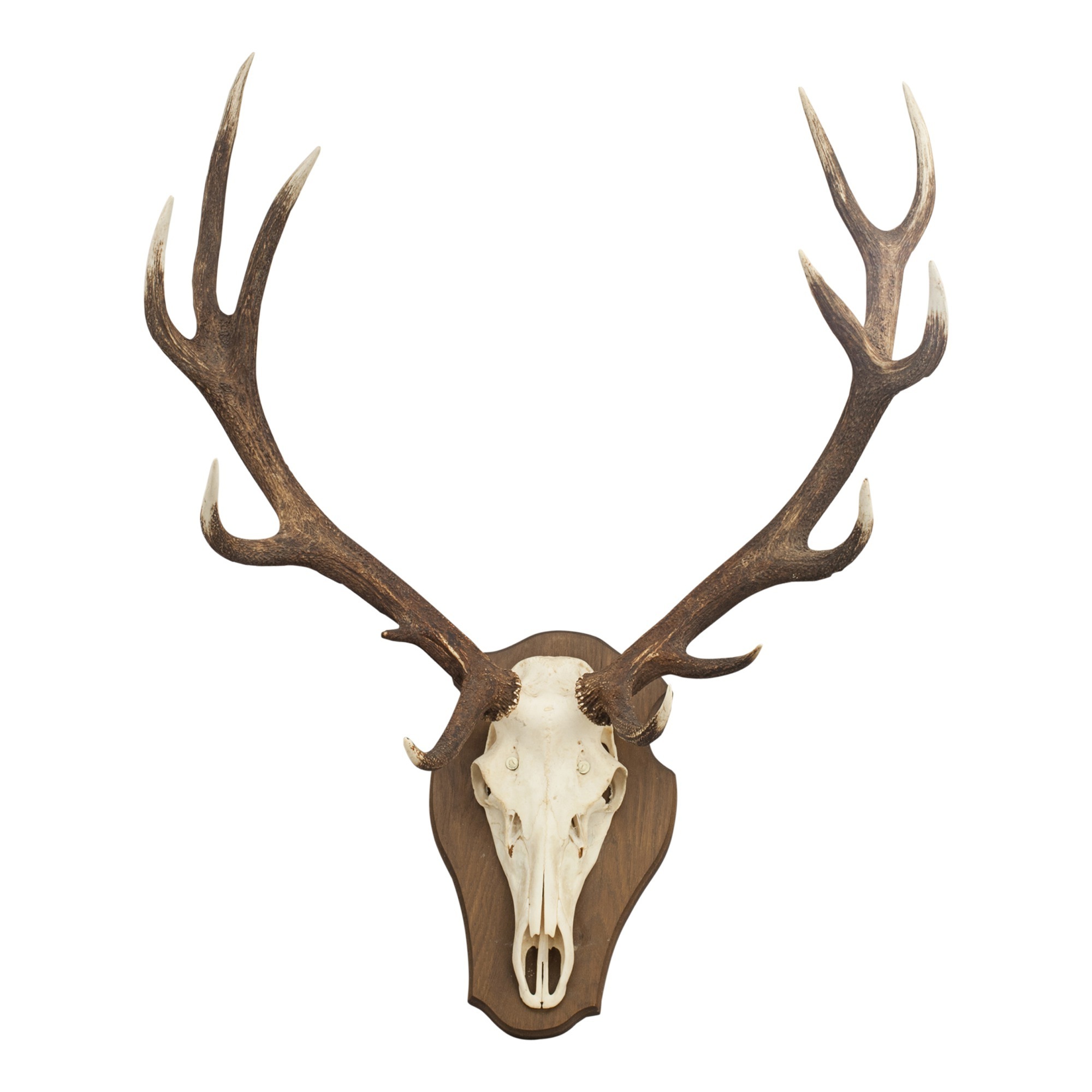 Fresh Qualify Whole Red Deer Antlers For sale