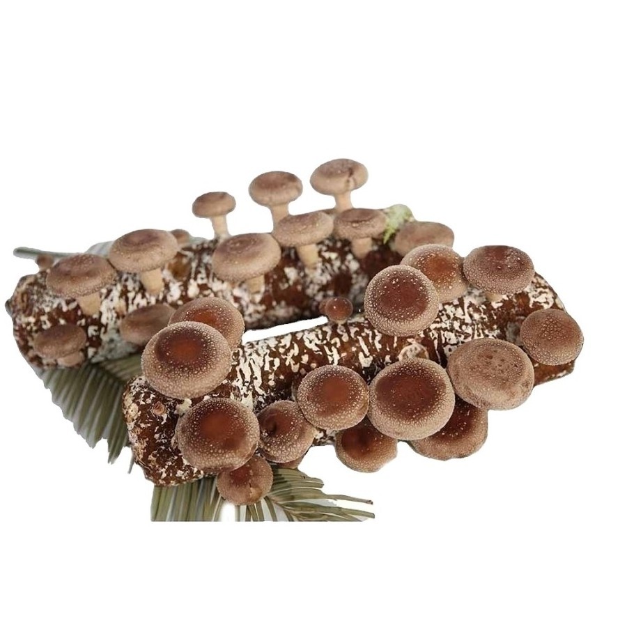 Experienced Hot Selling Frozen Mixed Mushroom Oyster Mushroom Shii-take Nameko Mushroom