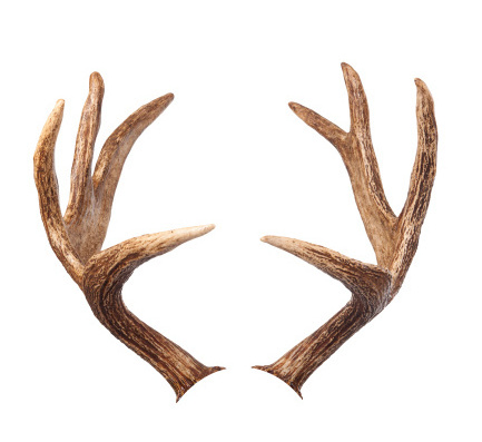 Fresh Qualify Whole Red Deer Antlers For sale