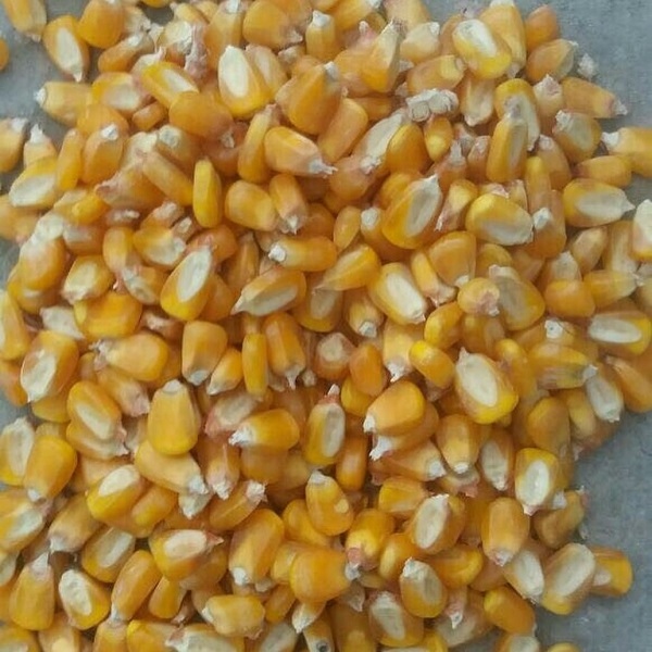 Top Grade Dried yellow sweet yellow corn, Yellow Maize for sale.