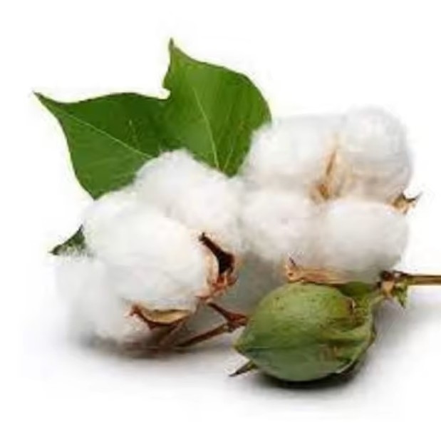 Wholesales raw Cotton linter Exporter 100% Pure Organic Raw Cotton Cheap Price Raw Cotton Linter