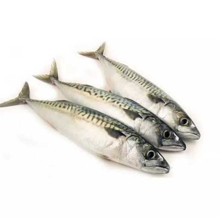 Frozen Pacific Mackerel Fish for seafood importers