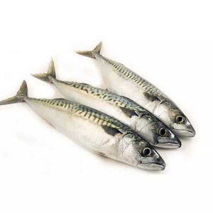 Frozen Pacific Mackerel Fish for seafood importers