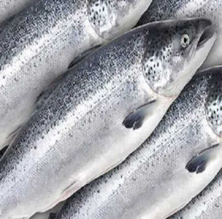 Natural Fresh Factory Wholesale Frozen Salmon Fish Fresh Salmon Price Buy Salmon fish