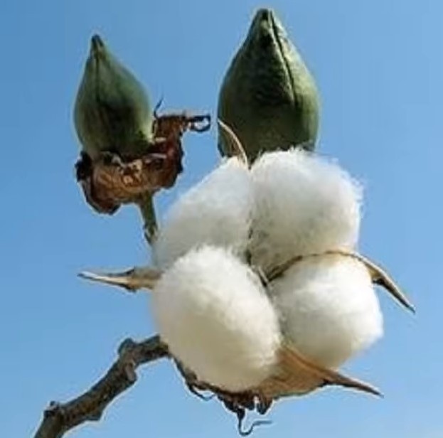 Wholesale Raw Linter Cotton pulp 100% Pure Organic Raw Cotton Linter pul USA Exporter cheap price Raw Cotton Linter pulp