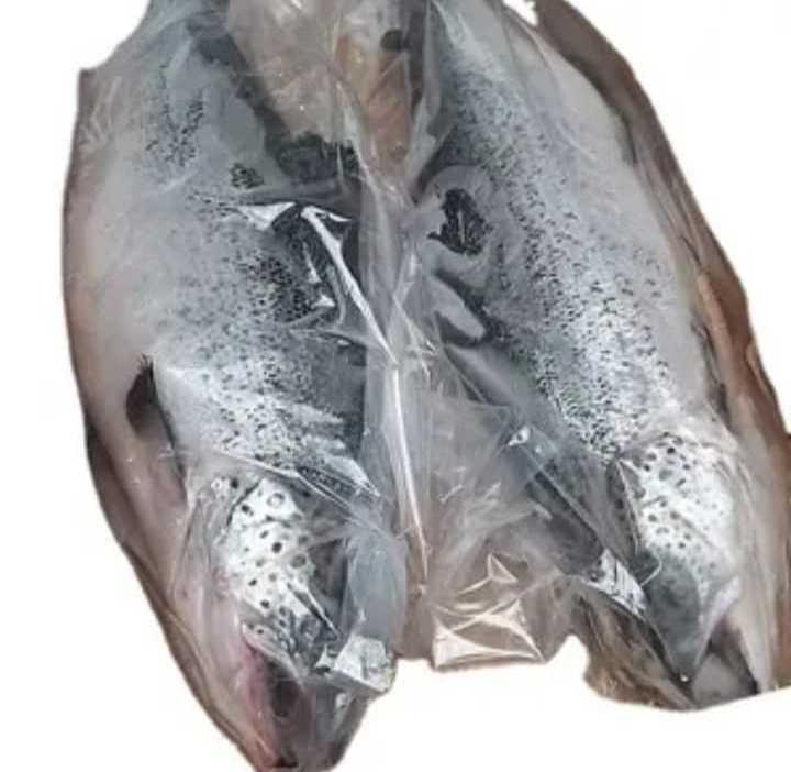 scallop salmon Tilapia sole fish Basa catfish knotless industrial aquaculture prawn net fishing nets japan