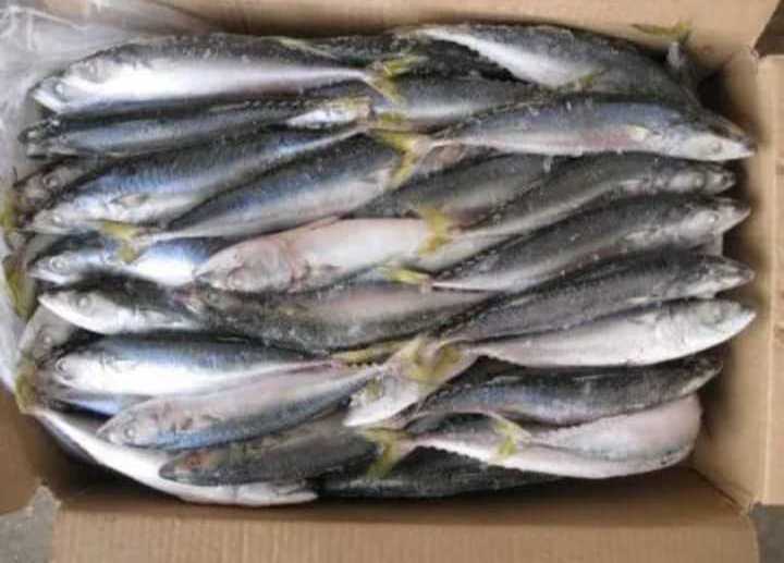 Frozen Pacific Mackerel Fish for seafood importers