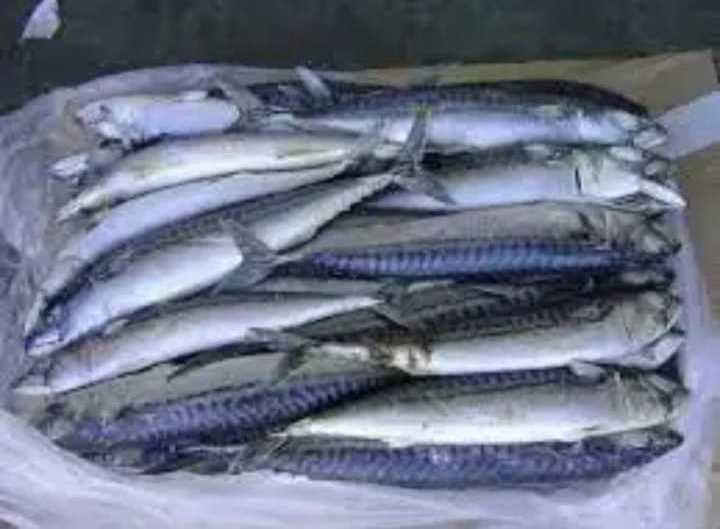 Frozen Pacific Mackerel Fish for seafood importers