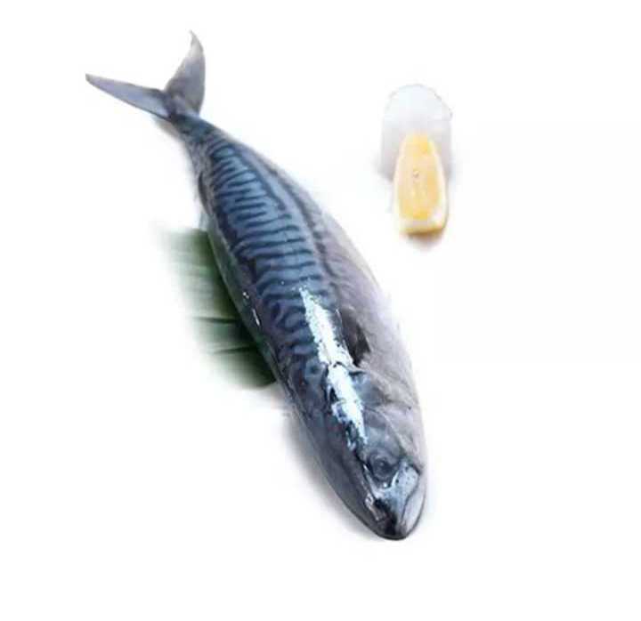 Frozen Pacific Mackerel Fish for seafood importers