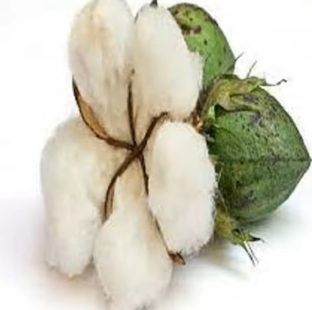 Wholesales raw Cotton linter Exporter 100% Pure Organic Raw Cotton Cheap Price Raw Cotton Linter