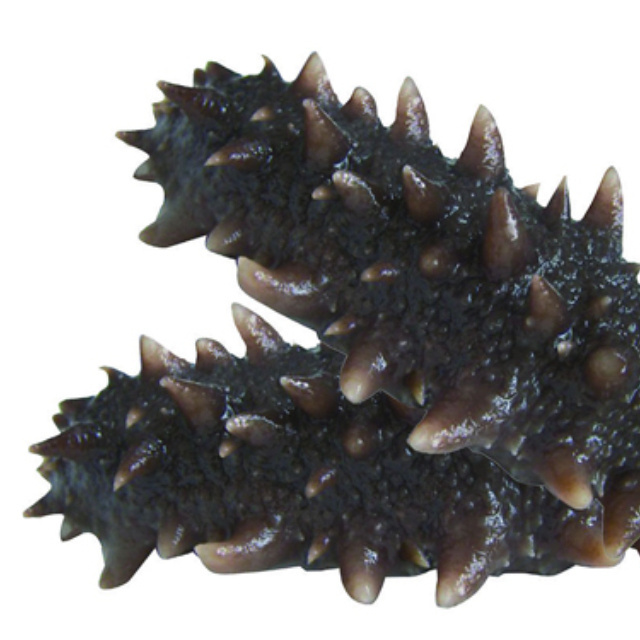 High Grade Wholesale Sea Cucumber Dried Sea Cucumber Cheap price