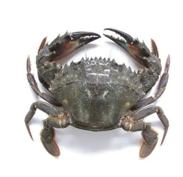 Premium top standard quality Live Red King Crabs / Mud crab / Blue crab | Frozen Mud Crab in a Wholesale Rate