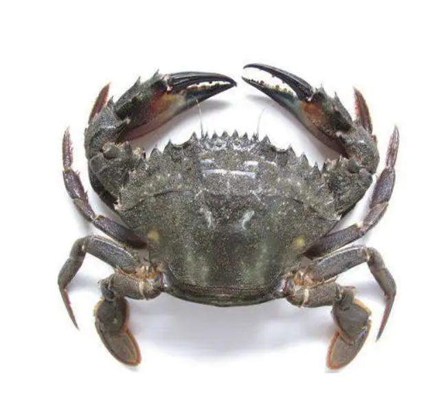 Premium top standard quality Live Red King Crabs / Mud crab / Blue crab | Frozen Mud Crab in a Wholesale Rate