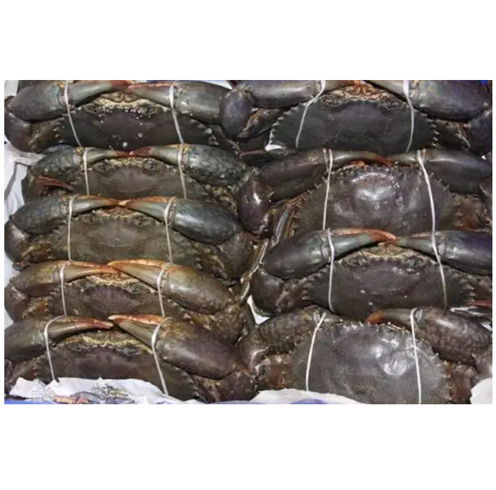 Premium top standard quality Live Red King Crabs / Mud crab / Blue crab | Frozen Mud Crab in a Wholesale Rate