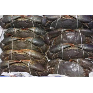 Premium top standard quality Live Red King Crabs / Mud crab / Blue crab | Frozen Mud Crab in a Wholesale Rate