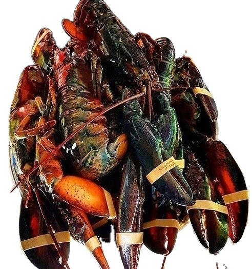 2024 Frozen Lobster / Frozen Lobster Tails / Fresh Live Canadian Lobsters Frozen Box Style Packaging For Sale