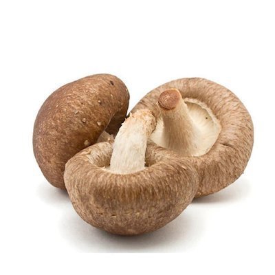 Cultivated Edible Fungus Shiitake Mushroom Spawn