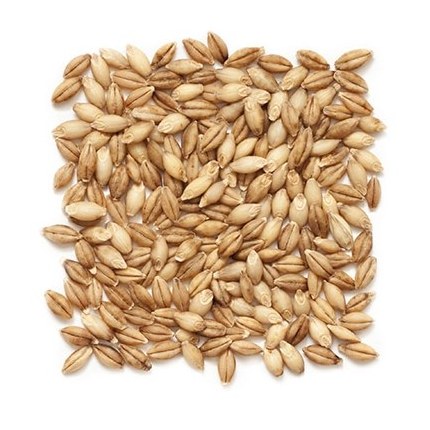 Buy Organic Barley Grain / Barley Malt Grain / Hulled Barley Grain For Wholesale