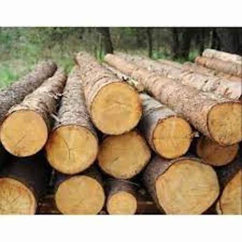 Best Grade Pine Wood Logs And Timber wood Logs For sale