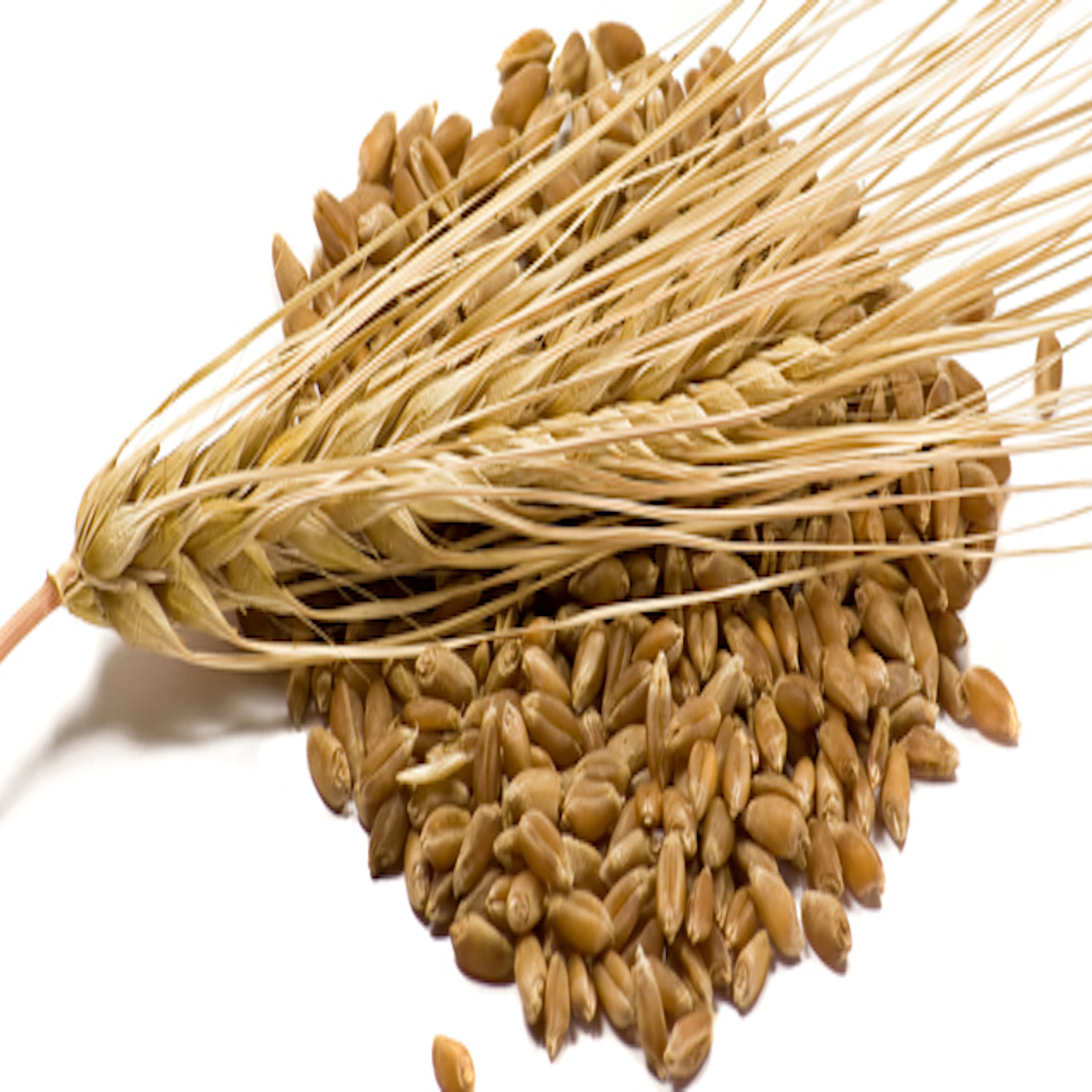 Buy Organic Barley Grain / Barley Malt Grain / Hulled Barley Grain For Wholesale