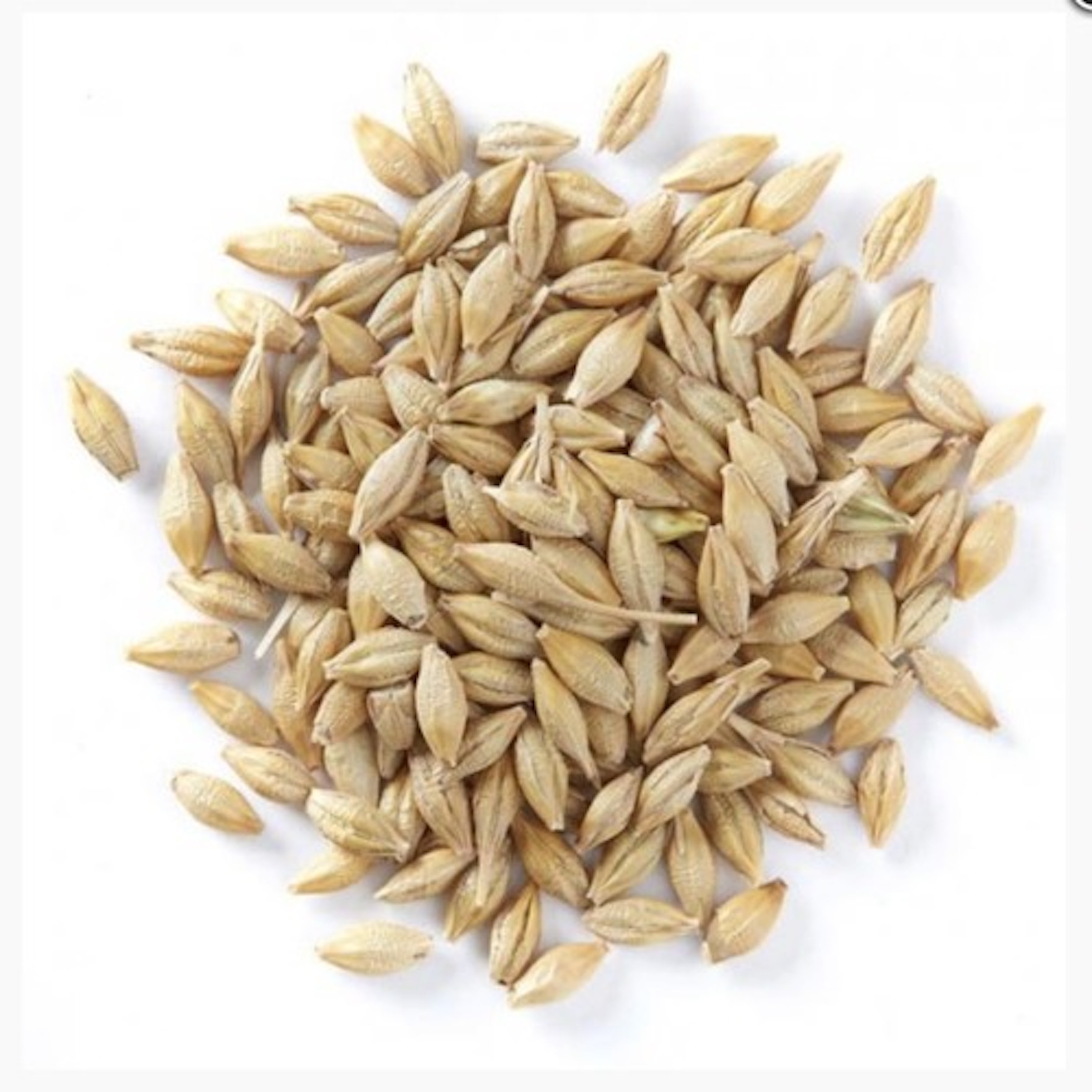 Pure Barley Grain / Barley Malt Grain / Hulled Barley Grain For Sales