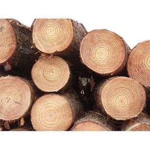 Best Grade Natural Eucalyptus Wood Logs eucalyptus wood logs For Sale