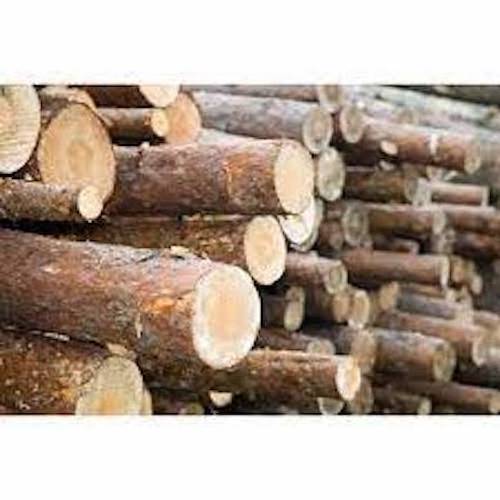 Wholesale Pine, beech Hardwood timber wood Ash logs, oak wood logs for supply