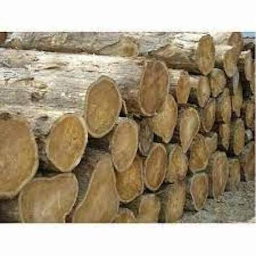 Best Grade Pine Wood Logs And Timber wood Logs For sale