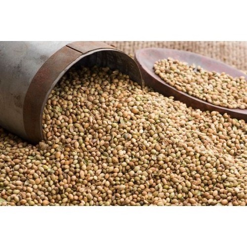 Premium Quality Spices & Herbs Natural Coriander Seeds