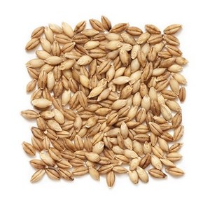 Pure Barley Grain / Barley Malt Grain / Hulled Barley Grain For Sales