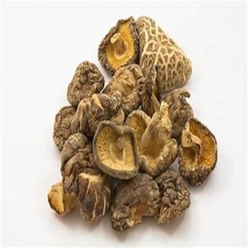 Dried  Mushrooms available at Wholesale