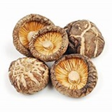 Dried  Mushrooms available at Wholesale