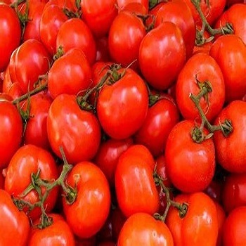 Fresh Tomato with Natural red / Best quality for wholesale / Quick response and cheap price available