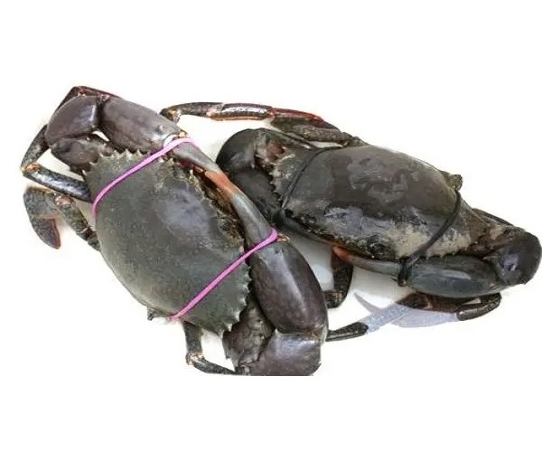 Competitive Price Mud Crab