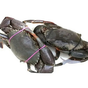 Competitive Price Mud Crab