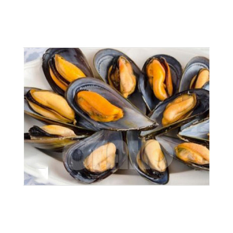 Top Quality Frozen Shellfish Mussels / Frozen Mussel Meat With Shell (Seafood) For Sale At Best Price