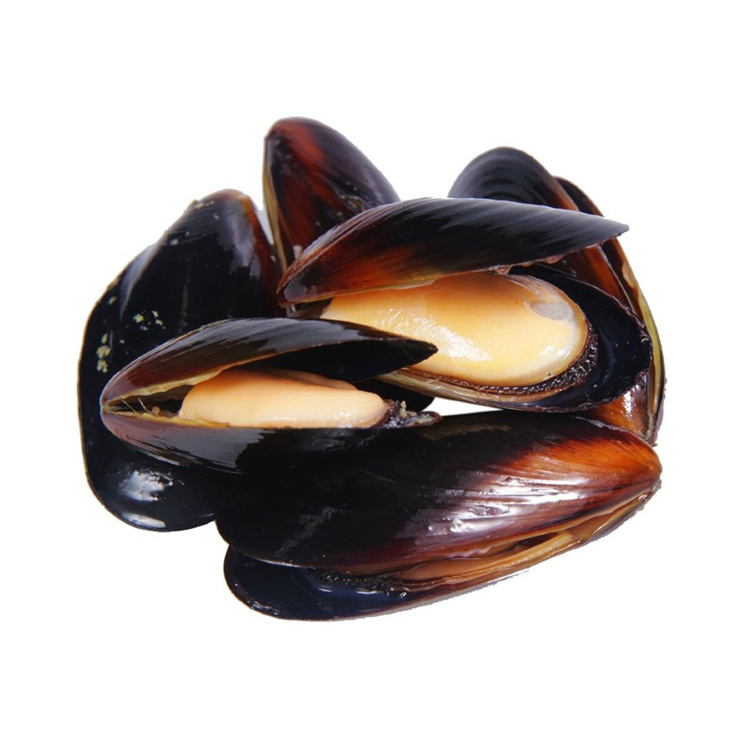 Top Quality Frozen Shellfish Mussels / Frozen Mussel Meat With Shell (Seafood) For Sale At Best Price