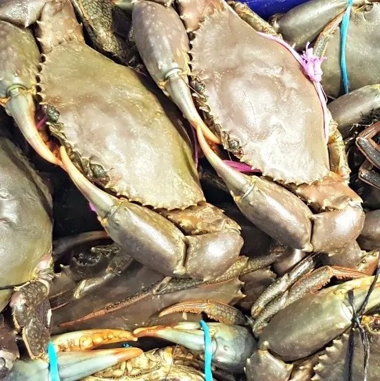 Blue Swimming Crab With Roe