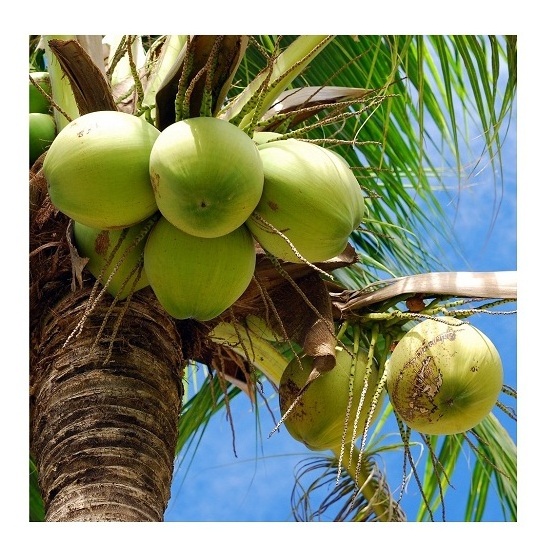 High Quality Fresh Dehusked Coconuts / fresh coconuts(larger size)