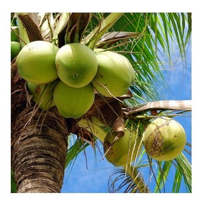 High Quality Fresh Dehusked Coconuts / fresh coconuts(larger size)