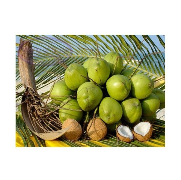 Old Coconut Dehusked Organic Fresh Mature-Dry mature old coconuts-high quality coconut