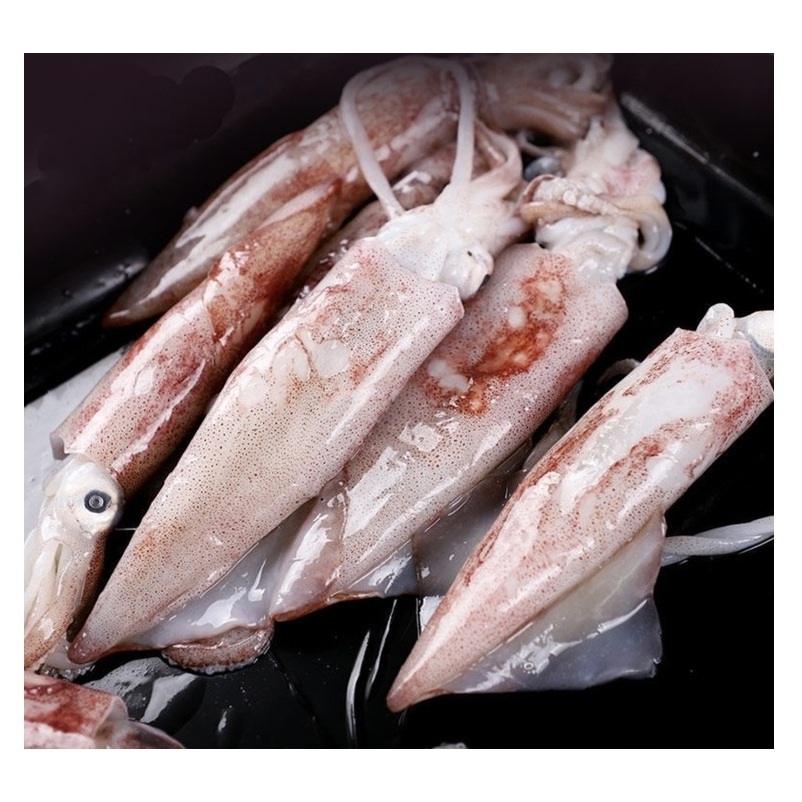 Best Quality Hot Sale Price Frozen Whole Loligo Squid (Seafood) From Norway