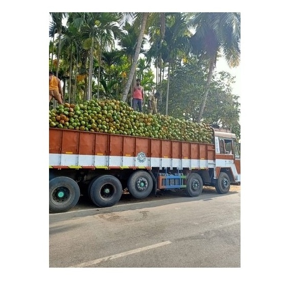 High Quality Fresh Dehusked Coconuts / fresh coconuts(larger size)